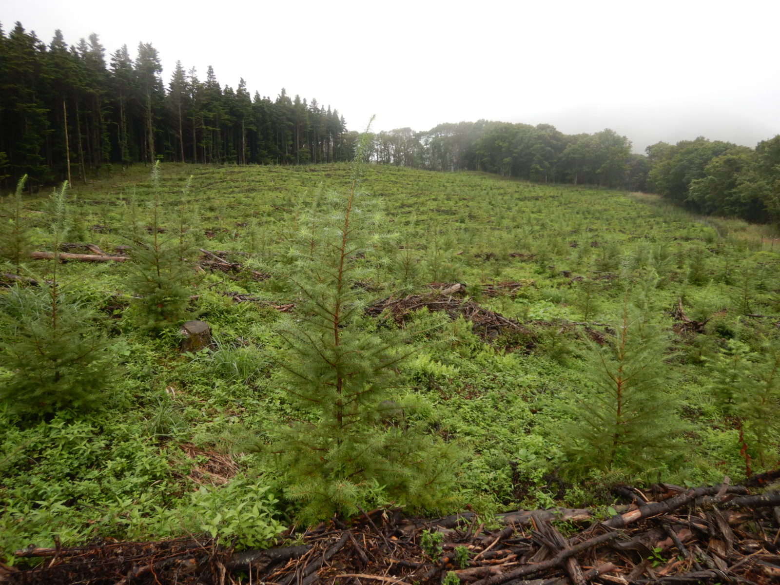 再造林エリア
