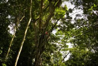 2014_ICCOMMS_PERU_NAT_forest_(c)FSC GD_Christian Irrgang_0033.jpg