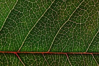 close-up-green-leaf-159062.jpeg