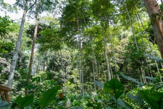 Gabonese-tropical-forest_FSC_Africa
