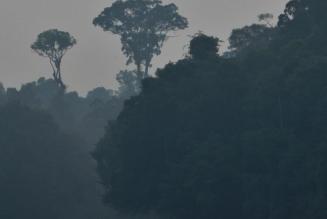 About us_tree roots_indonesia