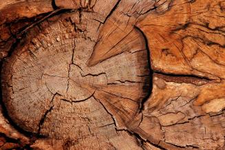 Wood ID_(c) FSC UK_M.More_.jpg