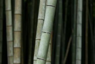 About us tree roots image bamboo