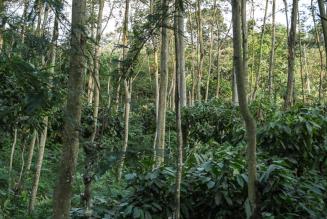 FSC_newsentry_1548153079