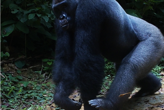 gorilla2