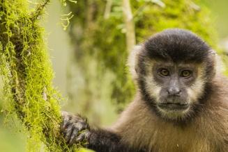 (C) FSC/ Emilion White