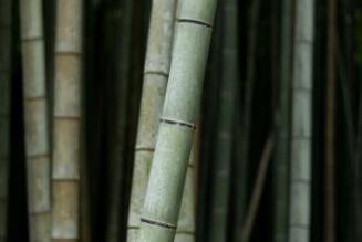 bamboo