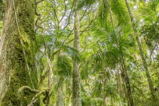 TVloop on pterocarpus