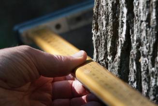 DBHmeasurement (c)FSC Germany_Stefan Lechner 