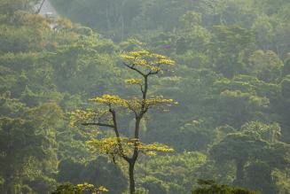 2023_FSC Africa_West Bugwe, Uganda_Verified Impact in FSC Certified natural forest UTGA_(c) FSC Africa_Smith Oltega