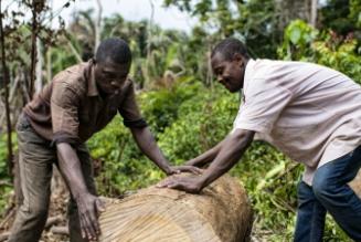 Two charcoal burners, Mathieu Atangana (right) and Fabrice Assomo (left), members of the local community living in Mbedoumou (Cameroon) are moving cut trees for burning