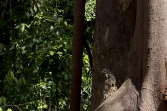 管理木材戦略の構築