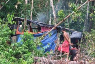 日本の違法伐採材対策は大丈夫？