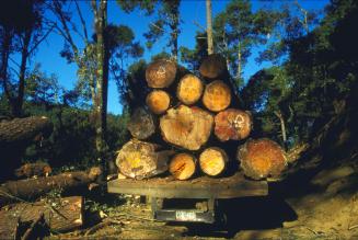 セミナー「違法伐採木材規制とFSC認証（仮）」開催のお知らせ