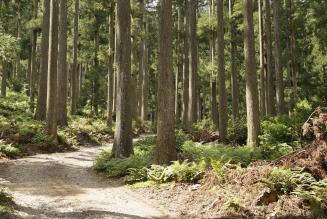 国内FM認証林紹介記事掲載のお知らせ