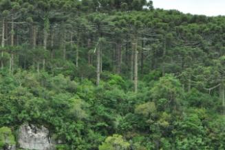 Controlled Wood National Risk Assessment approved for Brazil