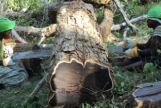 © Mpingo Conservation & Development Initiative