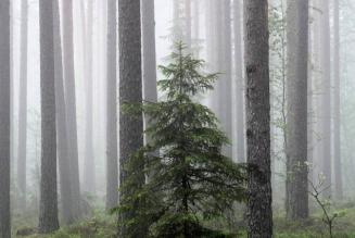 Scots pine and Norway spruce