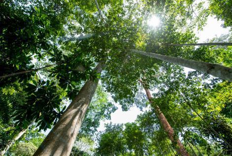 focus forest trees