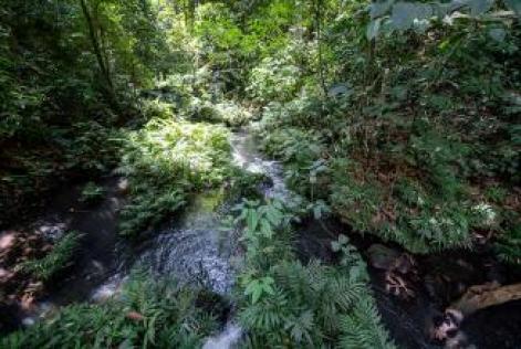 FSC_DK_GABON_0418_8398_0