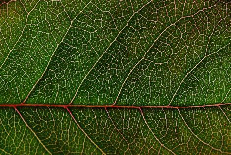 close-up-green-leaf-159062