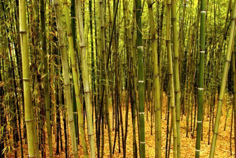 bamboo