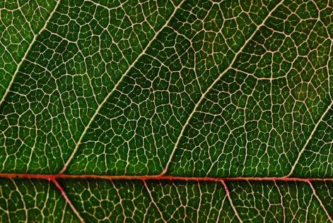 close-up-green-leaf-159062.jpeg