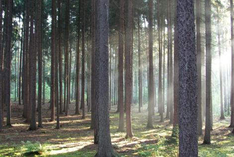 Help_us_ensure_forests_are_forever