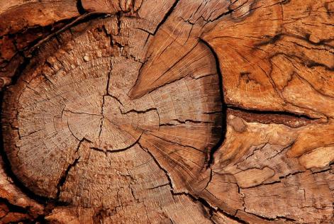 Wood ID_(c) FSC UK_M.More