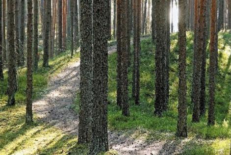 Latvia_Forest