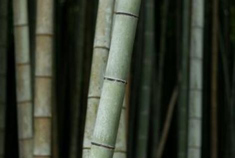 bamboo