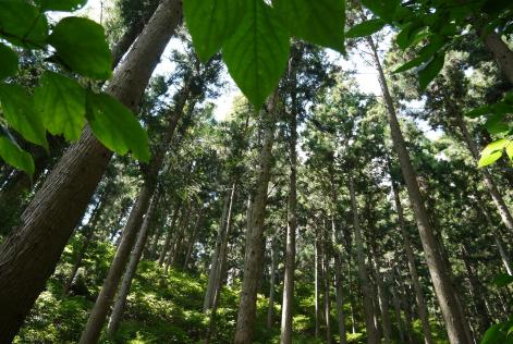 Japanese certified forest