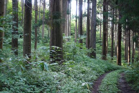 Japanese forest