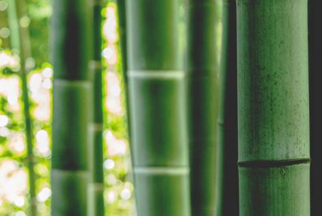 bamboo