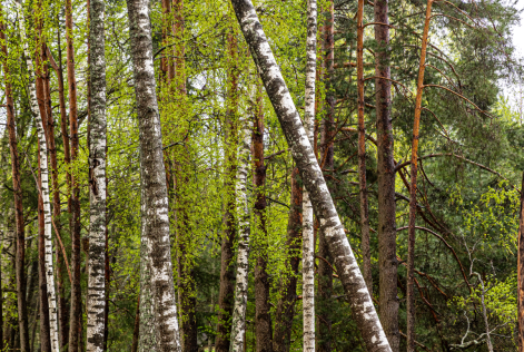 final result birch TV loop