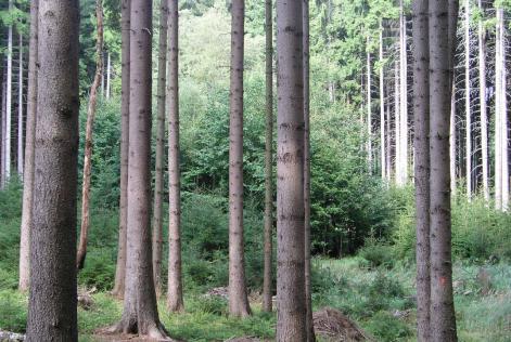 国際標準指標（IGI）第2草案に関するご意見募集のお知らせ