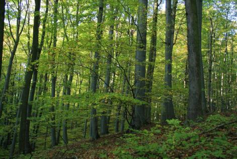 FSC認証林ツアー開催のお知らせ