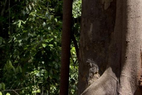 管理木材戦略の構築