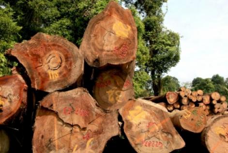 管理木材基準草案第2版に関するコンサルテーション