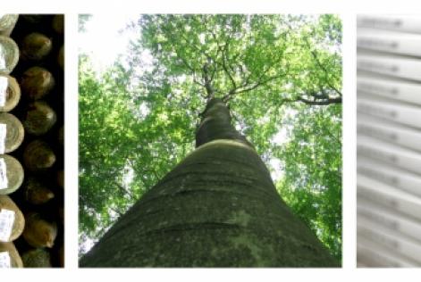 Strong recognition of the FSC label among Belgian local municipalities