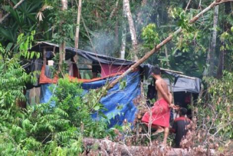 日本の違法伐採材対策は大丈夫？