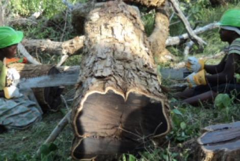 © Mpingo Conservation & Development Initiative