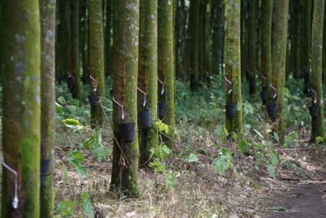 Natural Rubber