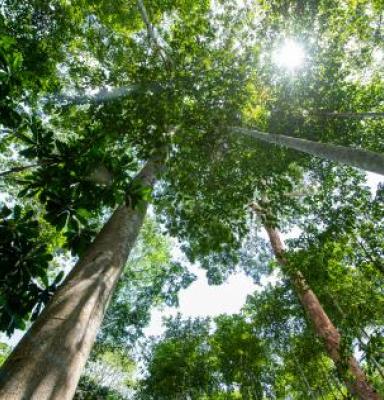 focus forest trees