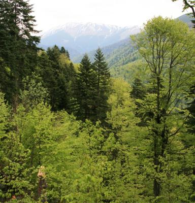 Why_forest_matter