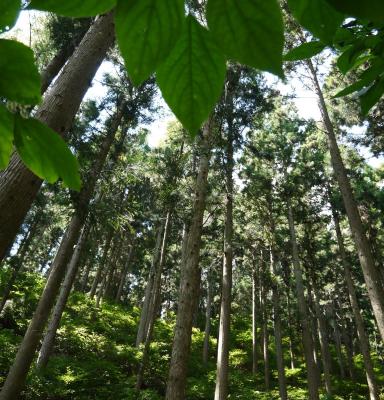 Japanese certified forest