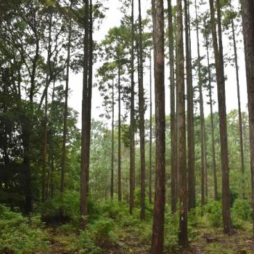 FSCジャパン 橘学苑デザイン美術コースの森林学習に参加