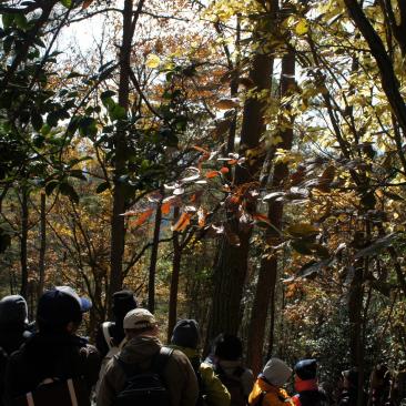 京都生協主催FSC認証林ハイキング開催報告